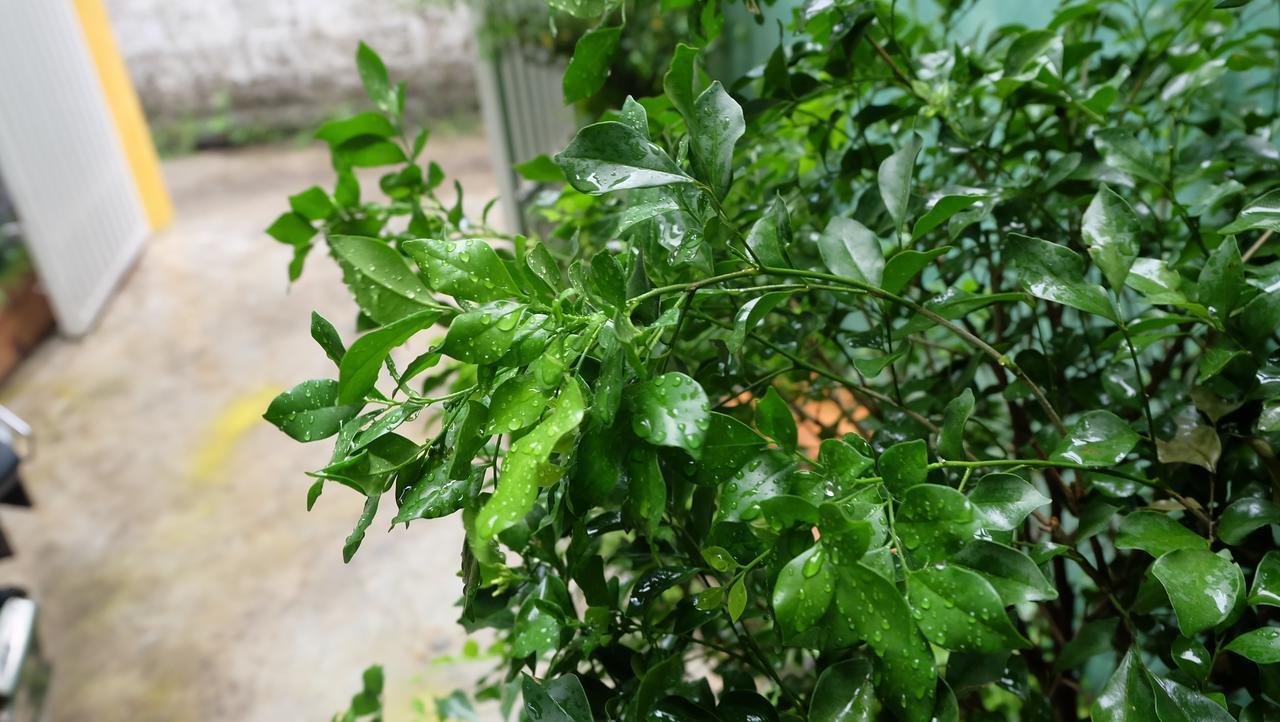 Nha Homestay Đà Nẵng Ngoại thất bức ảnh